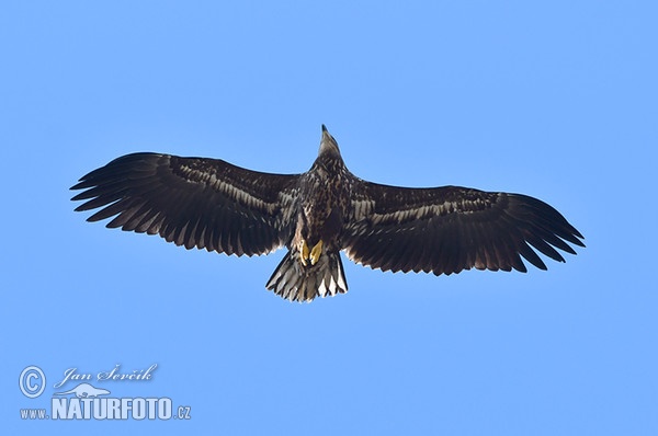 See Adler (Haliaeetus albicilla)