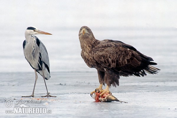 See Adler (Haliaeetus albicilla)