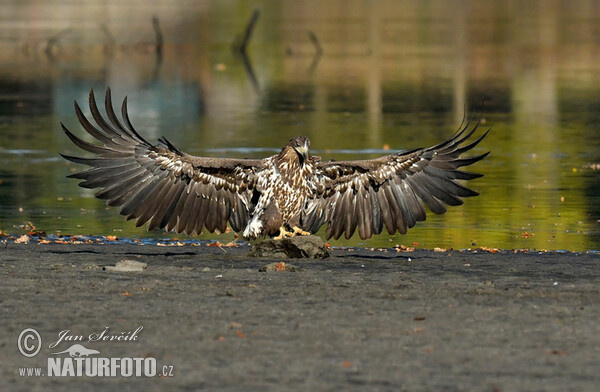 See Adler (Haliaeetus albicilla)