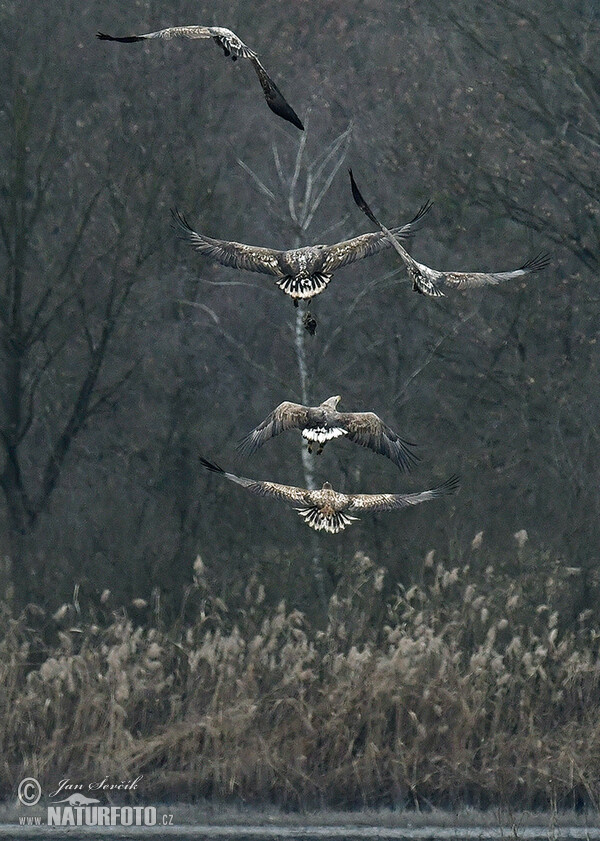 See Adler (Haliaeetus albicilla)