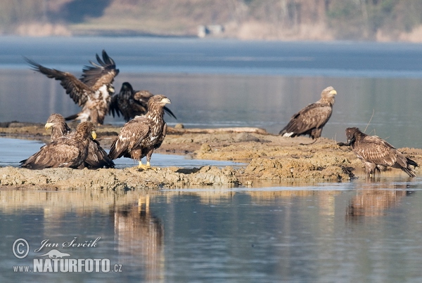 See Adler (Haliaeetus albicilla)