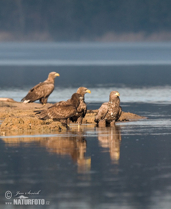 See Adler (Haliaeetus albicilla)