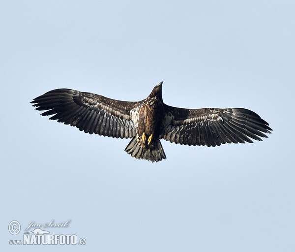 See Adler (Haliaeetus albicilla)