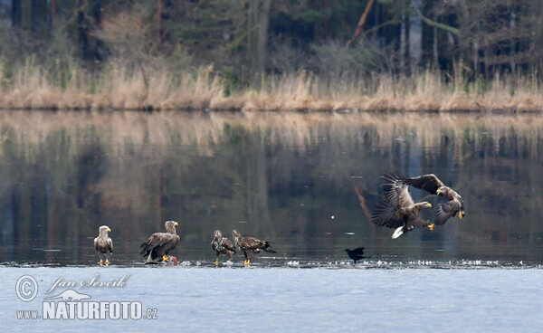 See Adler (Haliaeetus albicilla)