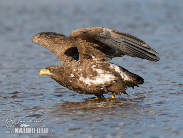 See Adler (Haliaeetus albicilla)