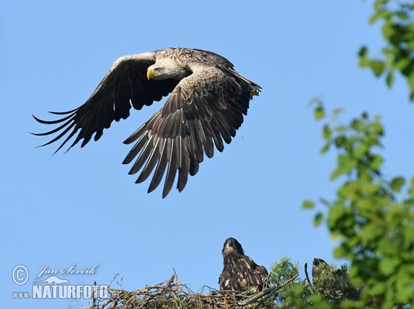 See Adler (Haliaeetus albicilla)