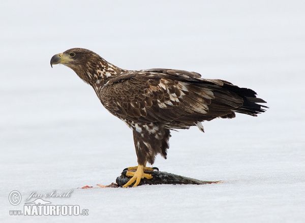 See Adler (Haliaeetus albicilla)