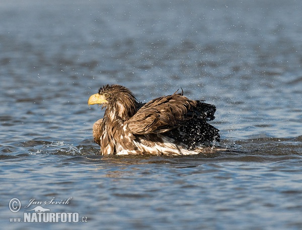 See Adler (Haliaeetus albicilla)