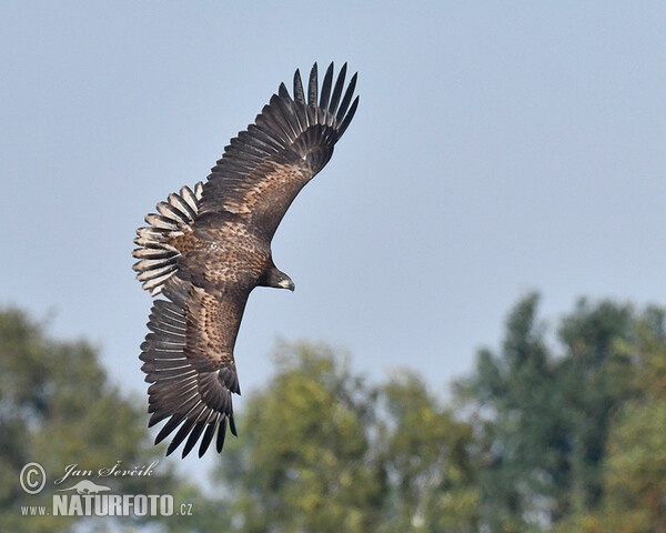 See Adler (Haliaeetus albicilla)