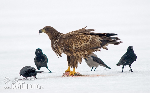 See Adler (Haliaeetus albicilla)