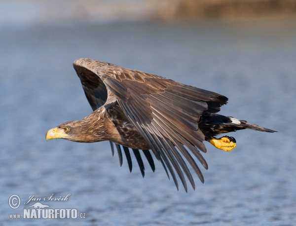 See Adler (Haliaeetus albicilla)