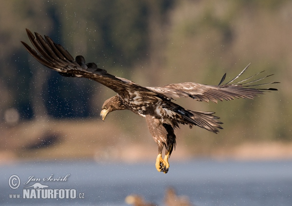 See Adler (Haliaeetus albicilla)