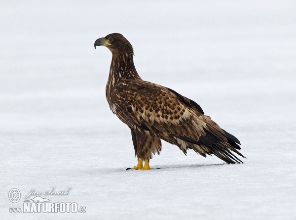 See Adler (Haliaeetus albicilla)