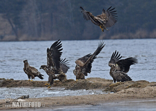 See Adler (Haliaeetus albicilla)