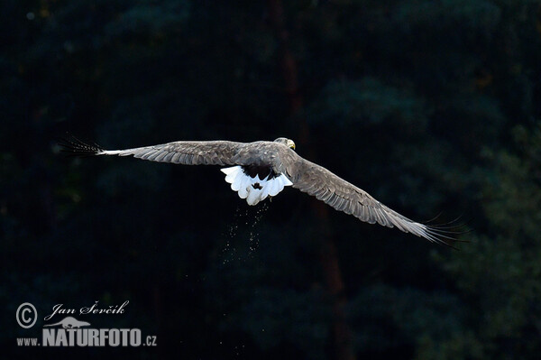 See Adler (Haliaeetus albicilla)