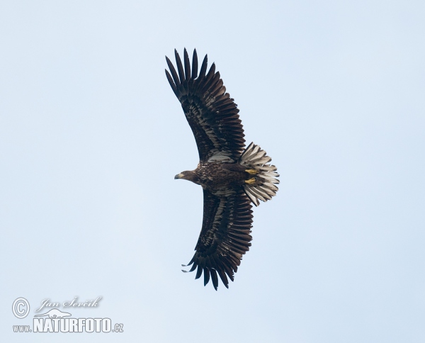 See Adler (Haliaeetus albicilla)