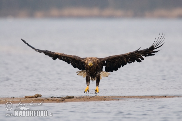 See Adler (Haliaeetus albicilla)