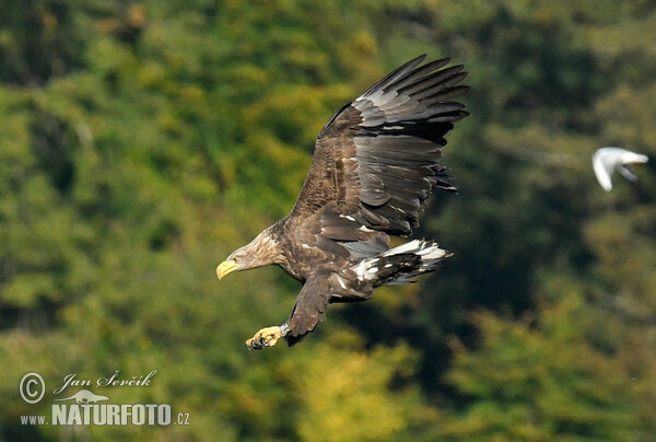 See Adler (Haliaeetus albicilla)