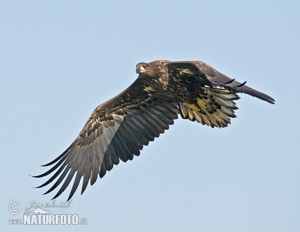 See Adler (Haliaeetus albicilla)