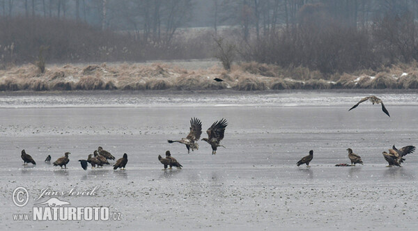 See Adler (Haliaeetus albicilla)