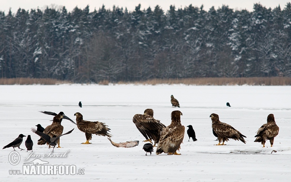 See Adler (Haliaeetus albicilla)