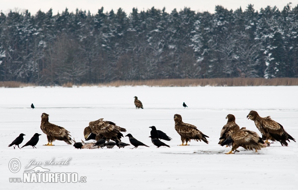 See Adler (Haliaeetus albicilla)