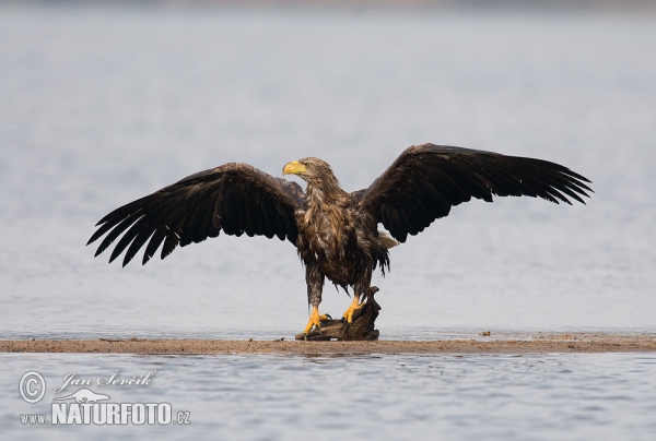 See Adler (Haliaeetus albicilla)