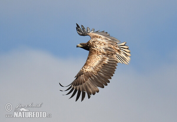See Adler (Haliaeetus albicilla)