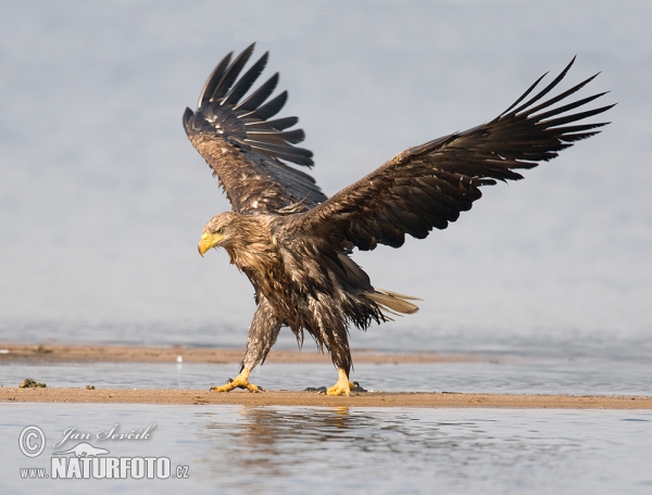 See Adler (Haliaeetus albicilla)