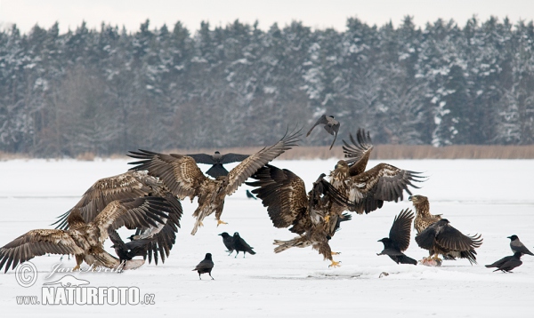 See Adler (Haliaeetus albicilla)