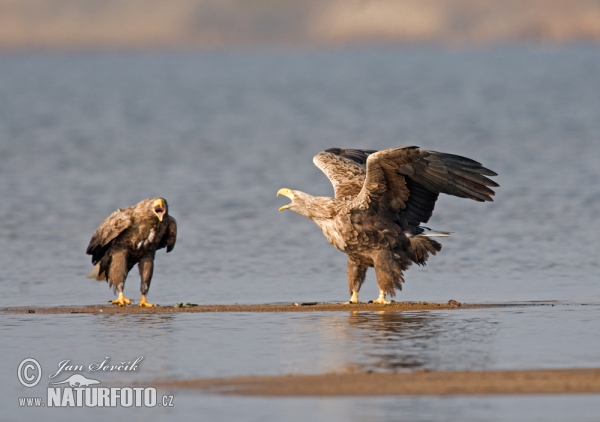 See Adler (Haliaeetus albicilla)