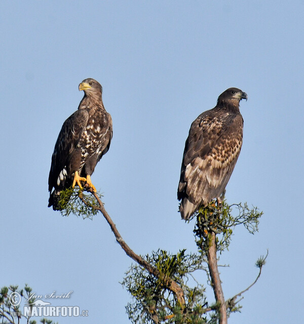 See Adler (Haliaeetus albicilla)