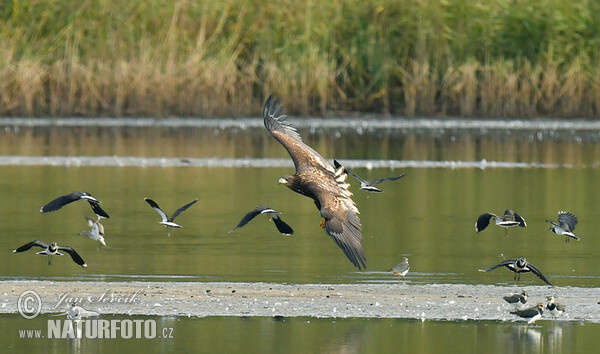 See Adler (Haliaeetus albicilla)