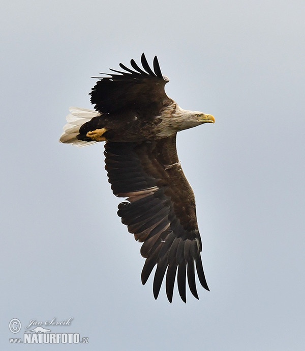 See Adler (Haliaeetus albicilla)