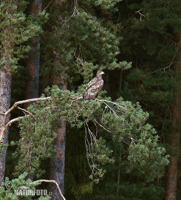 See Adler (Haliaeetus albicilla)