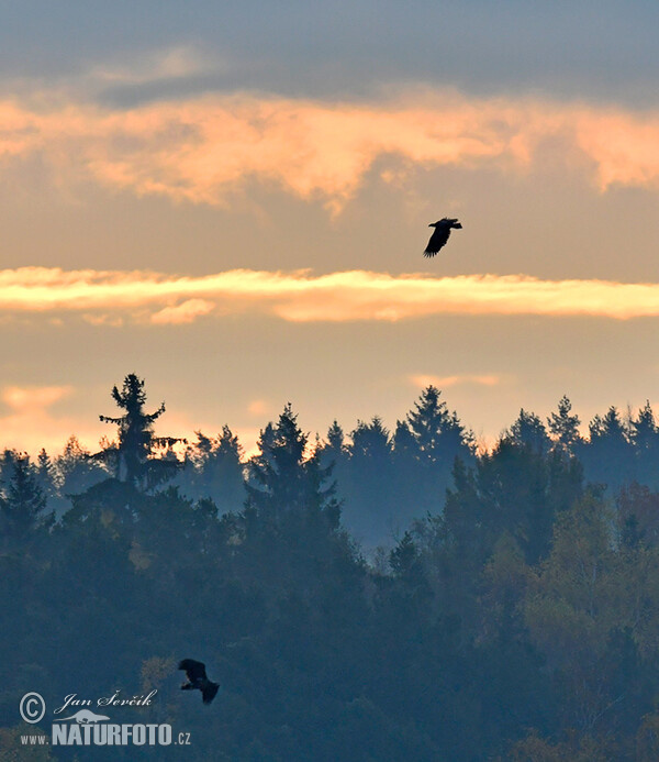 See Adler (Haliaeetus albicilla)