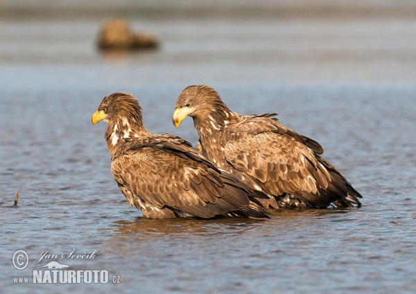 See Adler (Haliaeetus albicilla)