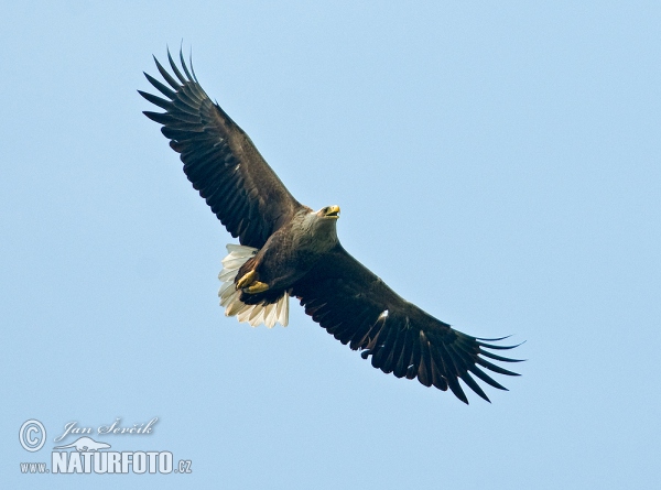 See Adler (Haliaeetus albicilla)