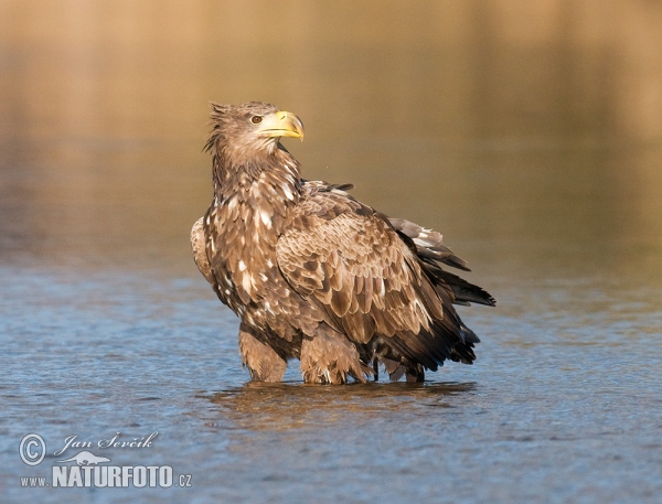 See Adler (Haliaeetus albicilla)