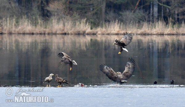 See Adler (Haliaeetus albicilla)