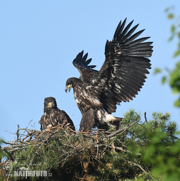 See Adler (Haliaeetus albicilla)