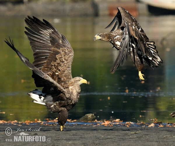 See Adler (Haliaeetus albicilla)