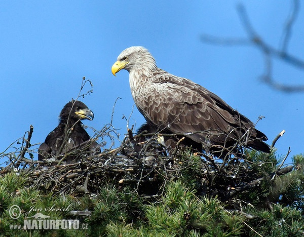 See Adler (Haliaeetus albicilla)