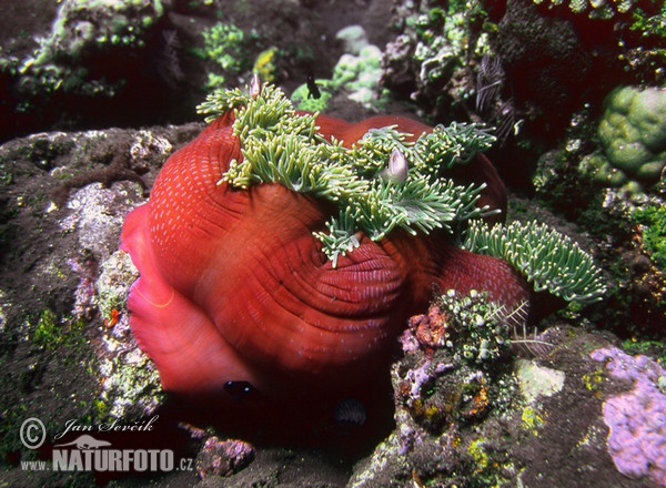 See Anemone (Heteractis magnifica)