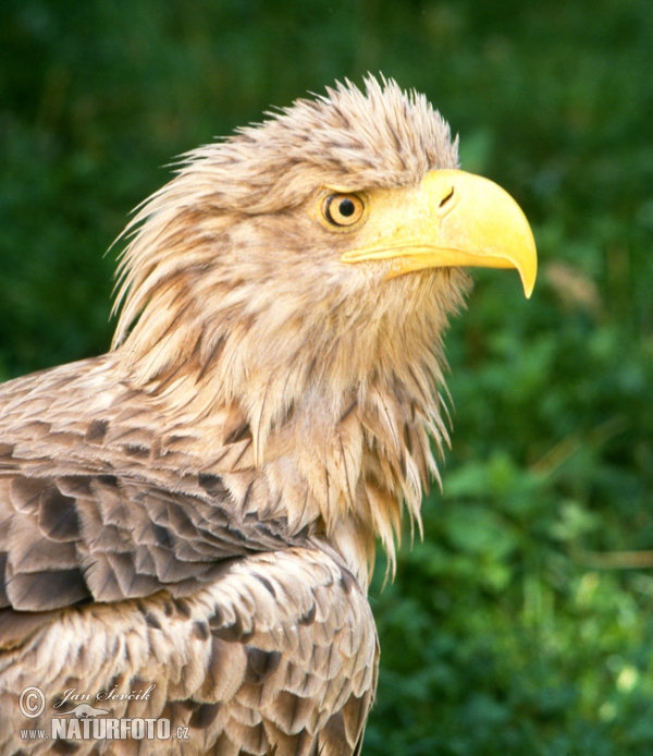 Seeadler (Haliaeetus albicilla)