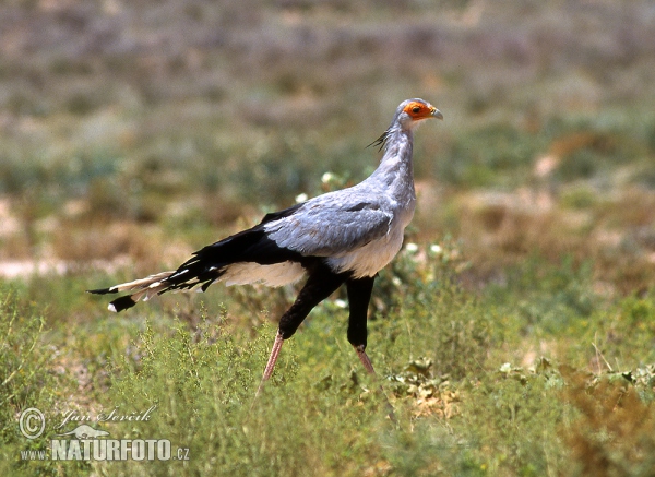 Sekretar (Sagittarius serpentarius)