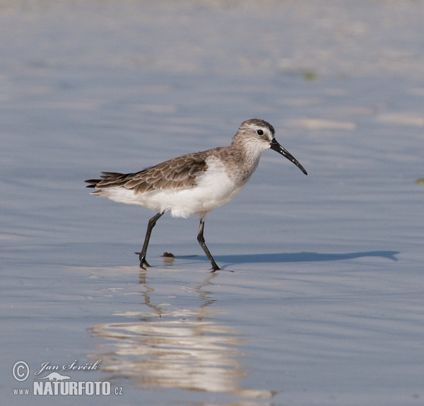 Sichelstrandlaufer (Calidris ferruginea)