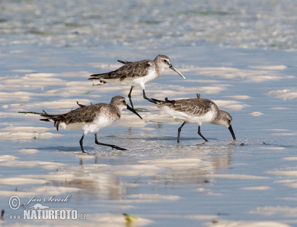 Sichelstrandlaufer (Calidris ferruginea)