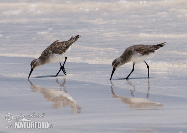 Sichelstrandlaufer (Calidris ferruginea)