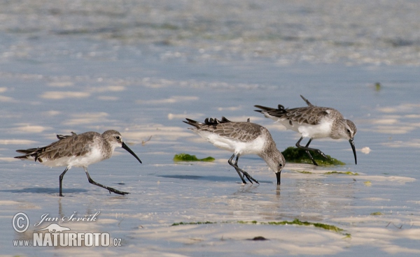 Sichelstrandlaufer (Calidris ferruginea)